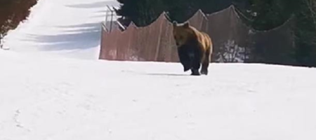 Лыжник отвлек медведя, чтобы спасти туристов