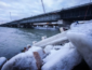 Больше 100 российских кораблей попали в "ловушку" у Керченского моста: в Азовском море все сковало льдом