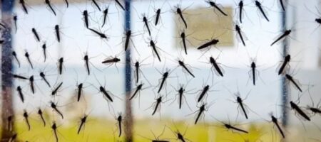 Борьба с кровососами: как избавиться от комаров в квартире
