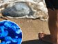 На курорте Азовского моря нашествие медуз: их вывозят тачками (ВИДЕО)