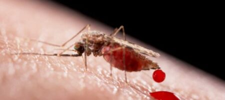 Полчища комаров атаковали отдыхающих в Кирилловке (ВИДЕО)
