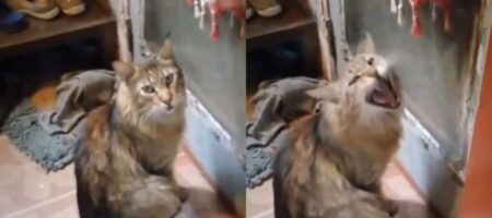 "Выпусти меня!": кот устроил скандал, чтобы выйти на улицу