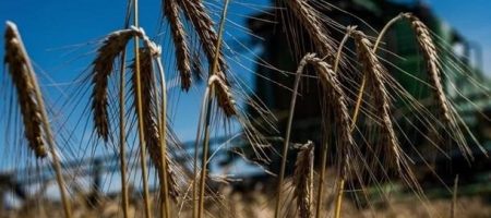 В Україні зібрали 2,1 млн тонн зерна нового врожаю