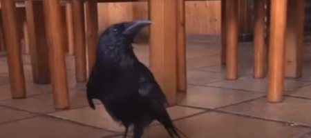 Ворона 26 років ходить на сніданок до кафе та навчилася казати "привіт" (ВІДЕО)