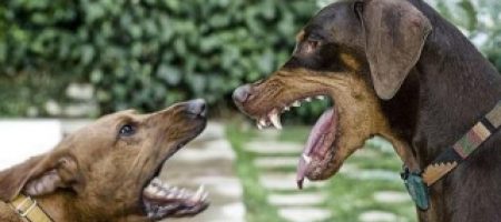 Коли собака проявляє агресію до інших собак: розбираємося в причинах і шукаємо шляхи вирішення