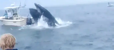 Потягнув на дно: горбатий кит мало не проковтнув човен разом з рибалками (ВІДЕО)