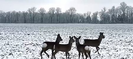 Українські захисники зняли на відео "свободу"